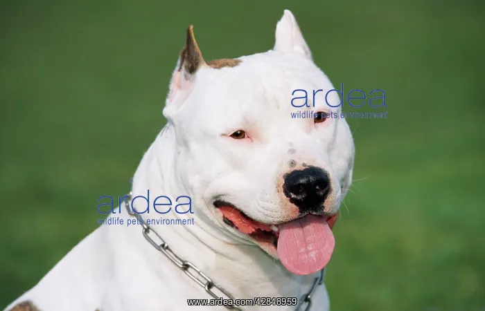 : DOG - American Staffordshire Bull Terrier : DOG - American Staffordshire Bull Terrier