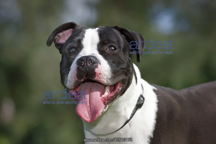 : Dog - American Staffordshire Terrier : Dog - American Staffordshire Terrier