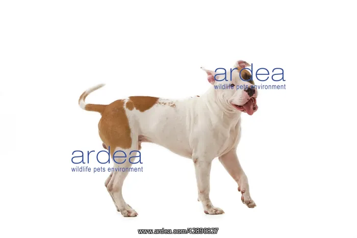  : Dog - American Staffordshire Terrier