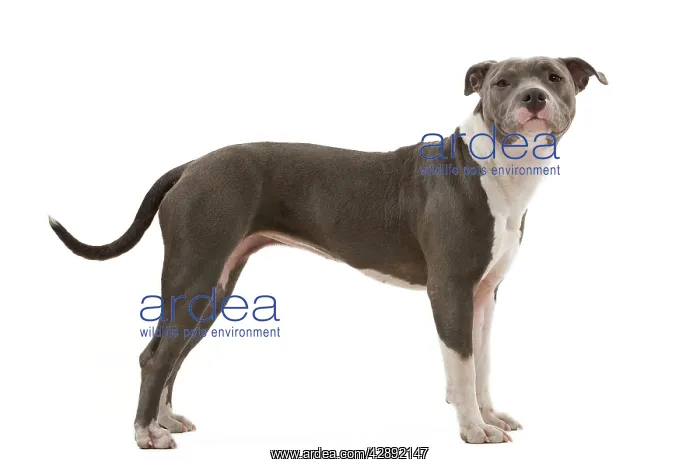  : Dog - American Staffordshire Terrier