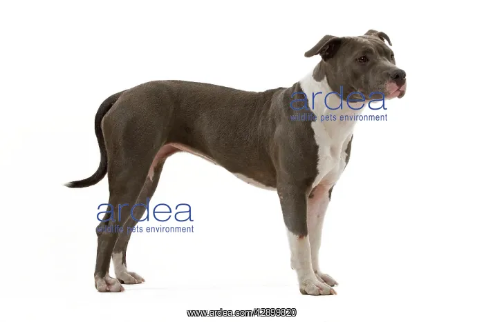  : Dog - American Staffordshire Terrier