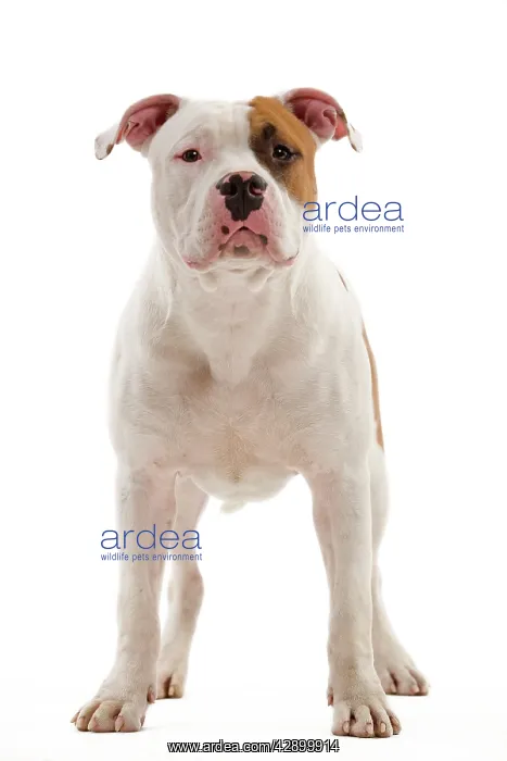  : Dog - American Staffordshire Terrier