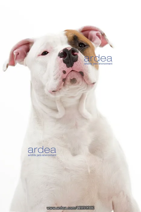  : Dog - American Staffordshire Terrier