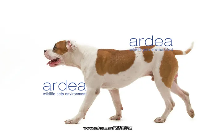  : Dog - American Staffordshire Terrier