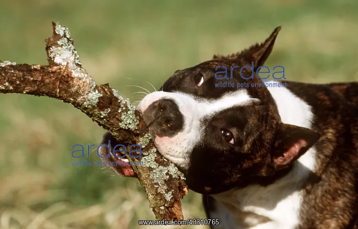 : DOG - American STAFFORDSHIRE TERRIER - Biting a stick : DOG - American STAFFORDSHIRE TERRIER - Biting a stick