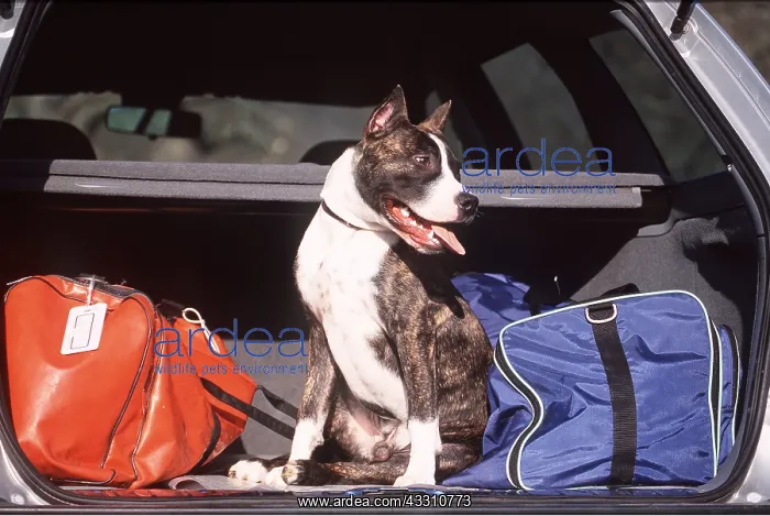 : DOG - American Staffordshire Terrier - In car boot : DOG - American Staffordshire Terrier - In car boot