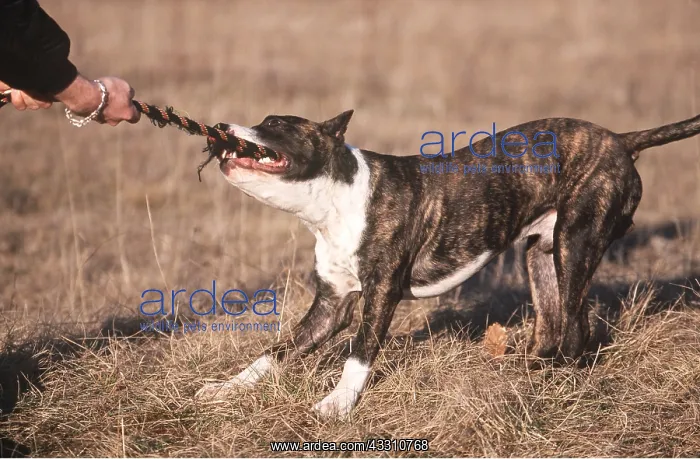 : DOG - American STAFFORDSHIRE TERRIER - guard dog : DOG - American STAFFORDSHIRE TERRIER - guard dog