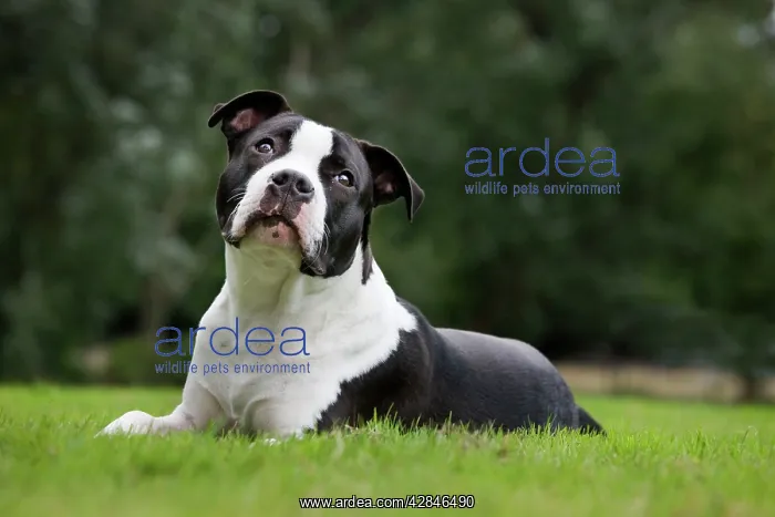  : Dog - American Staffordshire Terrier puppy