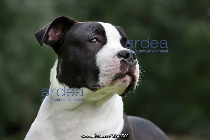 : Dog - American Staffordshire Terrier puppy