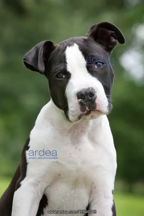  : Dog - American Staffordshire Terrier puppy