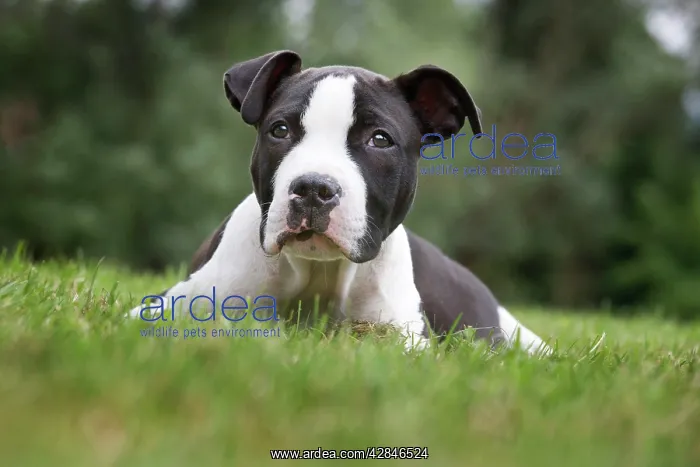  : Dog - American Staffordshire Terrier puppy