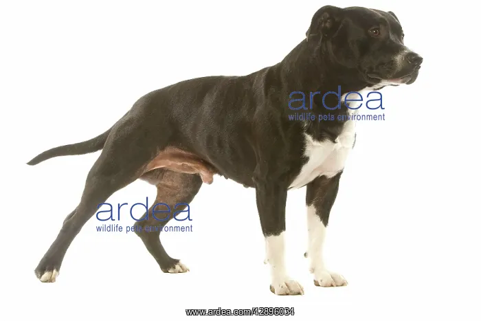  : Dog - American staffordshire terrier in studio