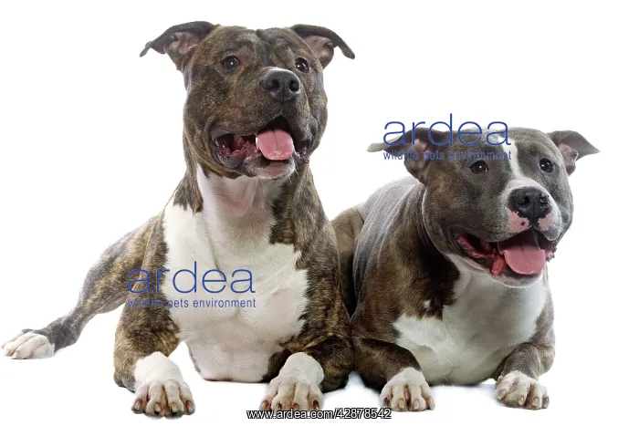  : Dog - American Staffordshire Terriers