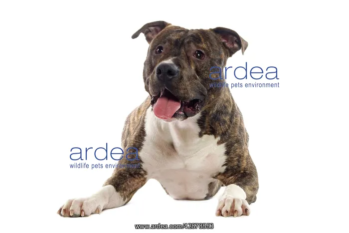  : Dog - American Staffordshire Terriers