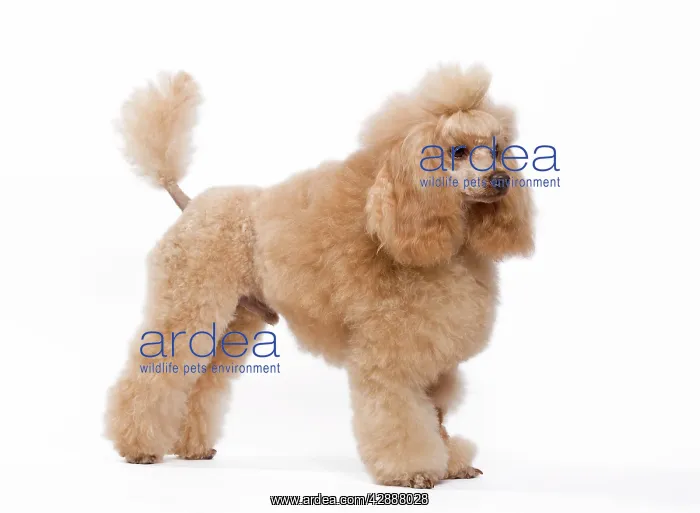 : Dog - Apricot Miniature Poodle : Dog - Apricot Miniature Poodle