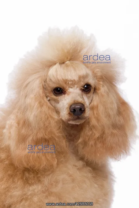 : Dog - Apricot Miniature Poodle : Dog - Apricot Miniature Poodle