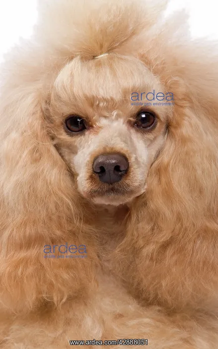 : Dog - Apricot Miniature Poodle : Dog - Apricot Miniature Poodle