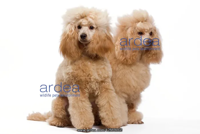  : Dog - Apricot Miniature Poodle