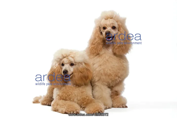  : Dog - Apricot Miniature Poodle