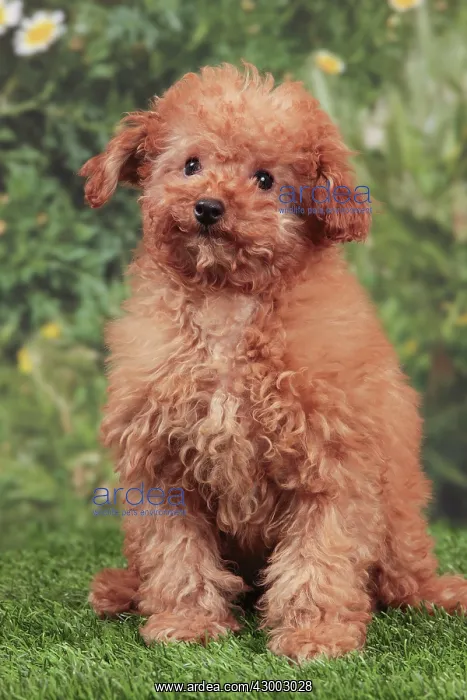 : Dog - Apricot Miniature Poodle : Dog - Apricot Miniature Poodle