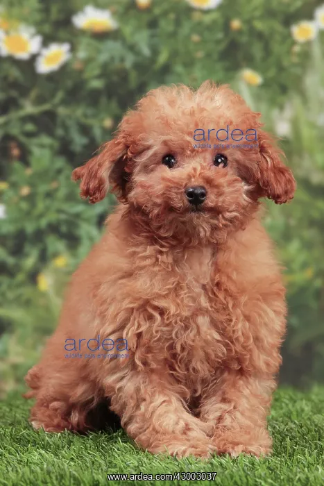 : Dog - Apricot Miniature Poodle : Dog - Apricot Miniature Poodle