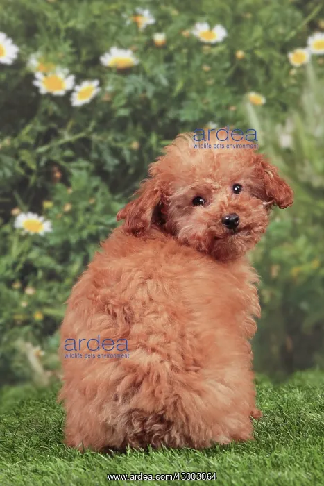 : Dog - Apricot Miniature Poodle : Dog - Apricot Miniature Poodle