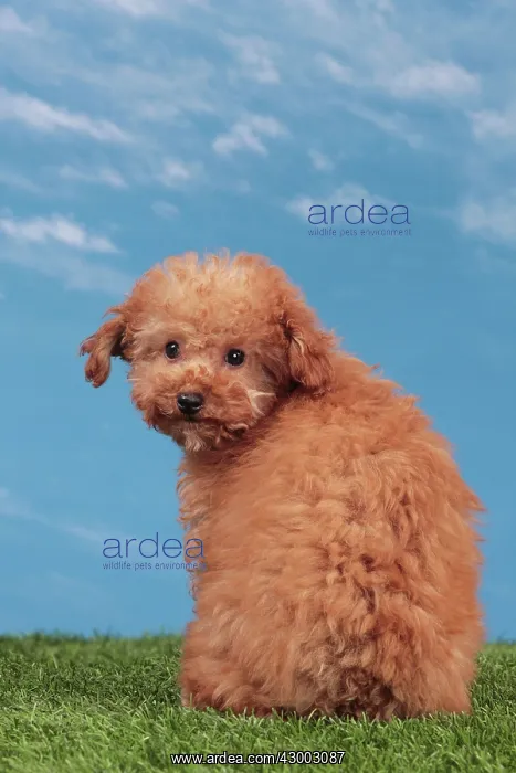 : Dog - Apricot Miniature Poodle : Dog - Apricot Miniature Poodle