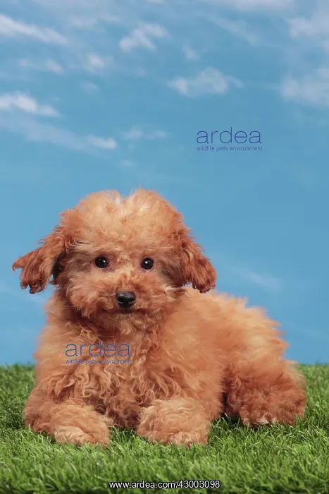 : Dog - Apricot Miniature Poodle : Dog - Apricot Miniature Poodle