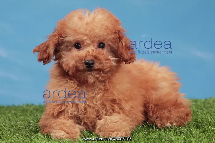 : Dog - Apricot Miniature Poodle : Dog - Apricot Miniature Poodle