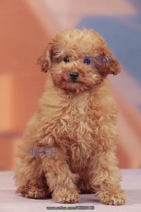 : Dog - Apricot Miniature Poodle : Dog - Apricot Miniature Poodle