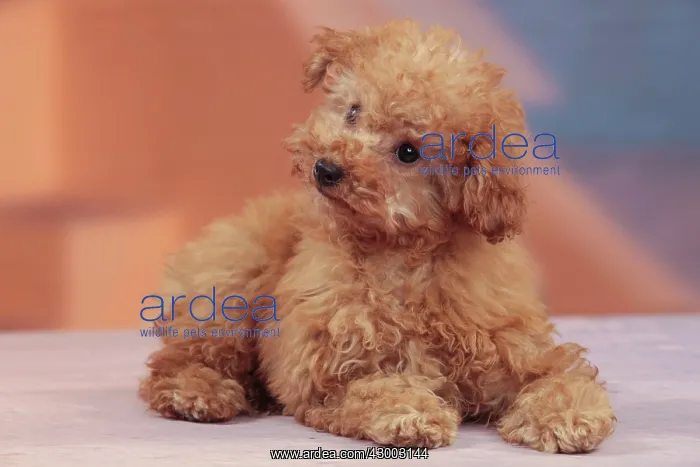 : Dog - Apricot Miniature Poodle : Dog - Apricot Miniature Poodle