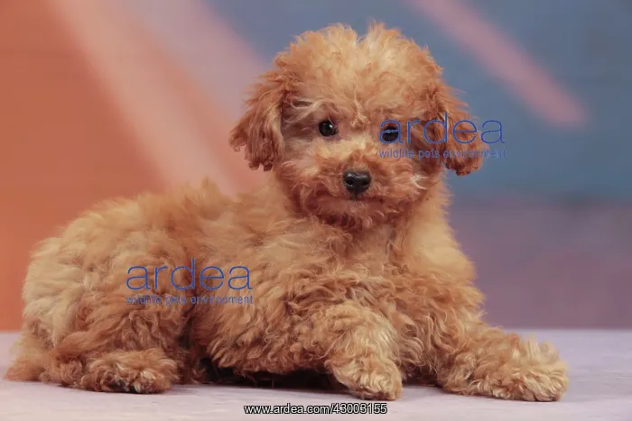 : Dog - Apricot Miniature Poodle : Dog - Apricot Miniature Poodle
