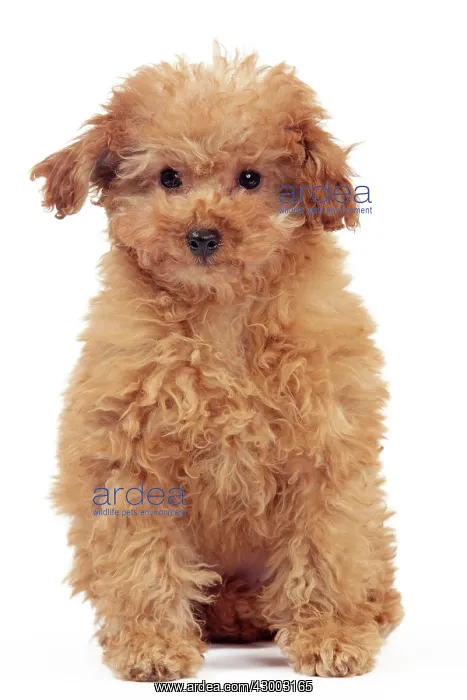 : Dog - Apricot Miniature Poodle : Dog - Apricot Miniature Poodle