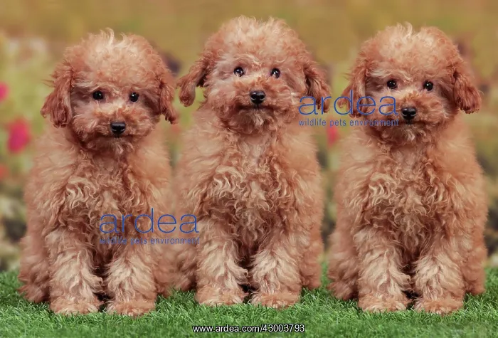 : Dog - Apricot Miniature Poodle : Dog - Apricot Miniature Poodle