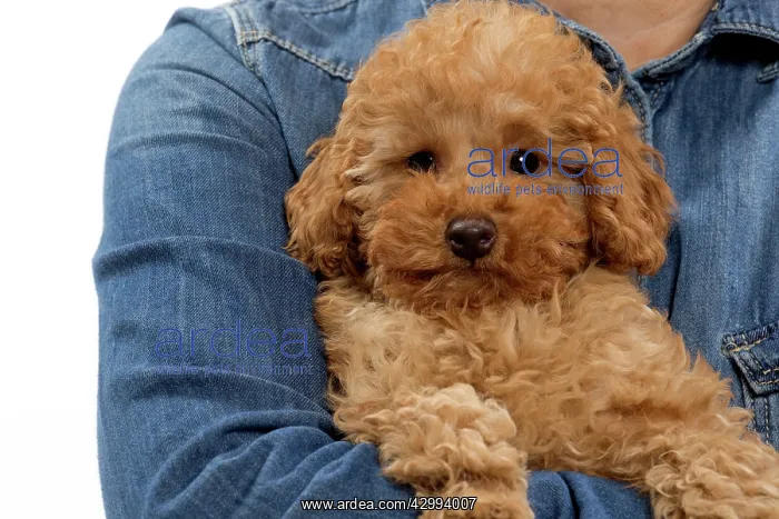 : Dog - Apricot Miniature Poodle puppy : Dog - Apricot Miniature Poodle puppy