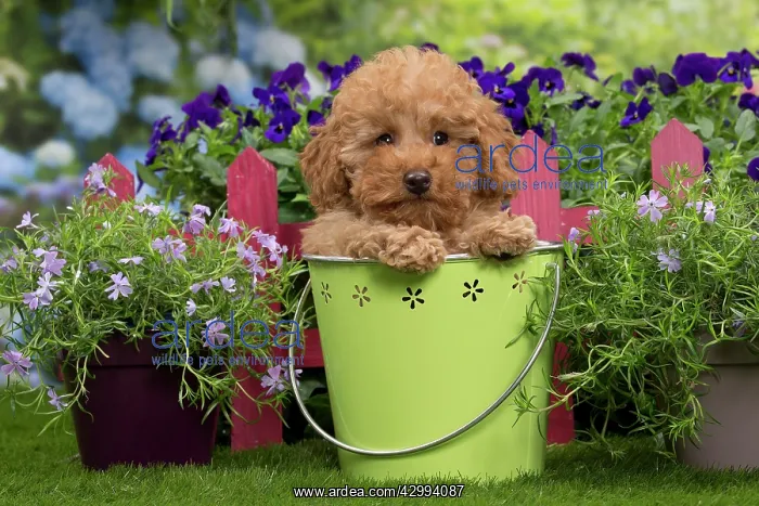 : Dog - Apricot Miniature Poodle puppy : Dog - Apricot Miniature Poodle puppy