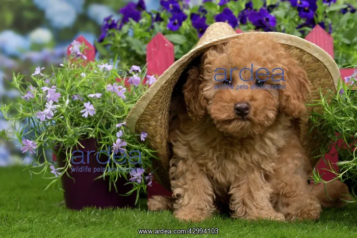 : Dog - Apricot Miniature Poodle puppy : Dog - Apricot Miniature Poodle puppy