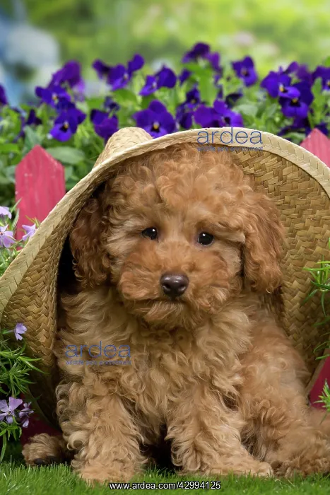 : Dog - Apricot Miniature Poodle puppy : Dog - Apricot Miniature Poodle puppy