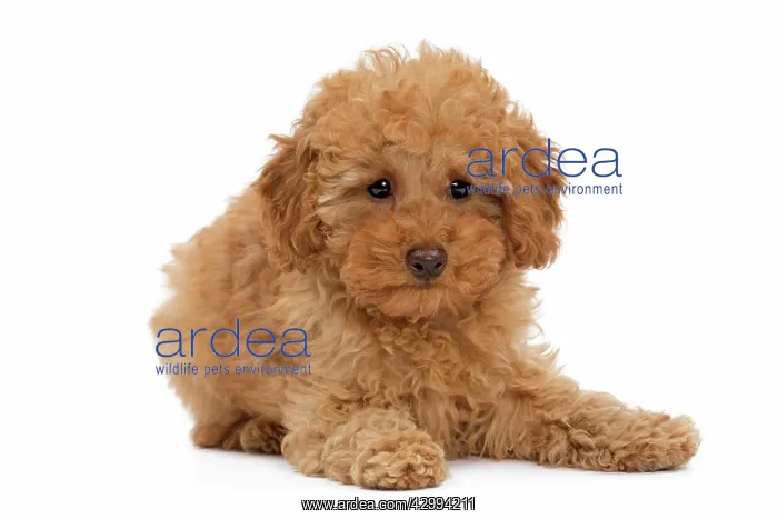  : Dog - Apricot Miniature Poodle puppy