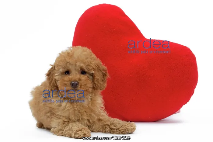  : Dog - Apricot Miniature Poodle puppy
