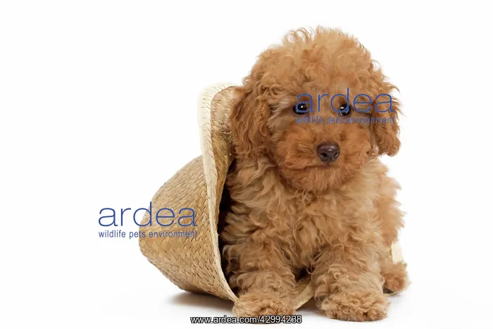 : Dog - Apricot Miniature Poodle puppy : Dog - Apricot Miniature Poodle puppy