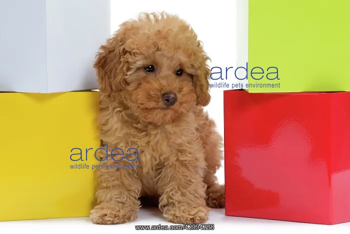  : Dog - Apricot Miniature Poodle puppy