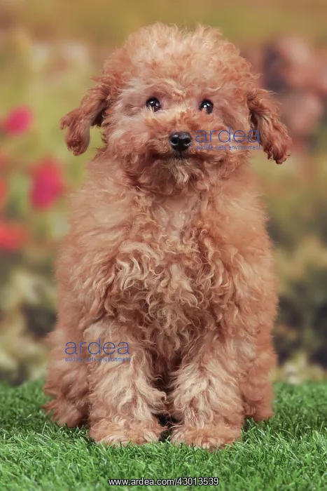  : Dog - Apricot Miniature Poodle - puppy