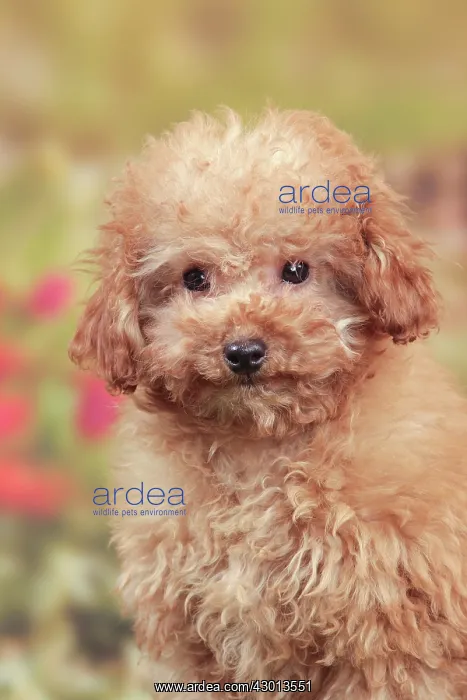  : Dog - Apricot Miniature Poodle - puppy