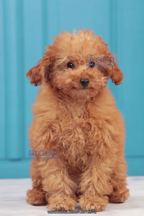  : Dog - Apricot Miniature Poodle - puppy