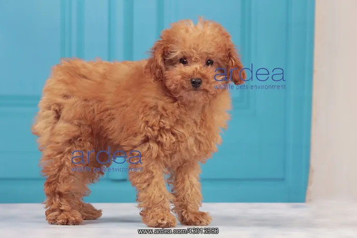  : Dog - Apricot Miniature Poodle - puppy