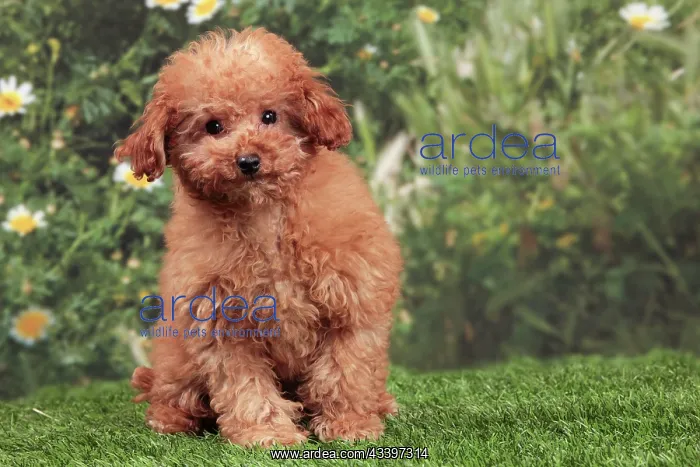  : Dog - Apricot Miniature Poodle puppy