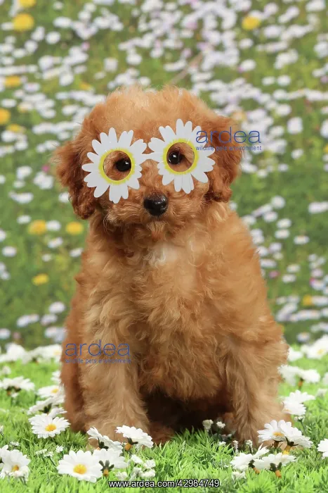 : Dog - Apricot Miniature Poodle wearing, daisy glasses : Dog - Apricot Miniature Poodle wearing, daisy glasses