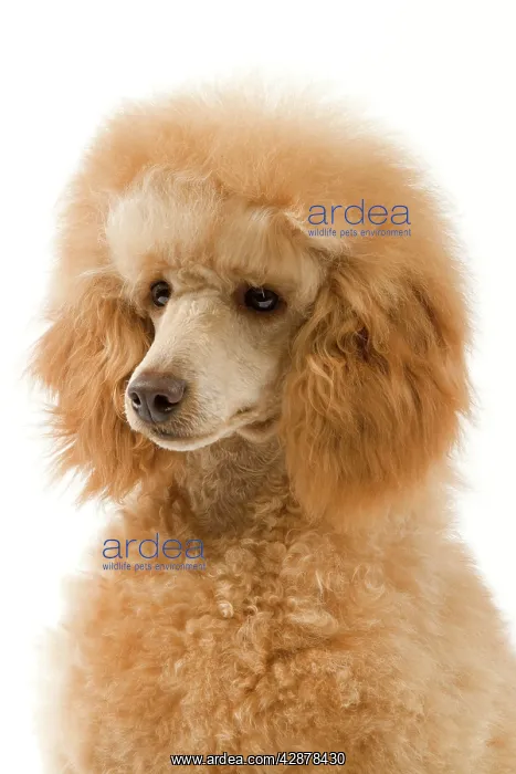  : Dog - Apricot Poodle