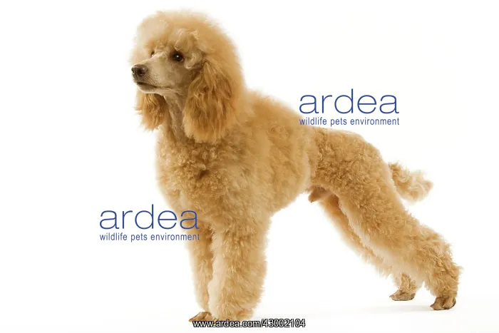 : Dog - Apricot Poodle : Dog - Apricot Poodle